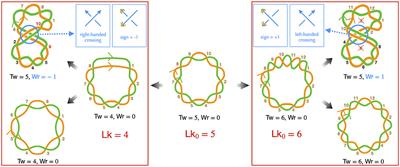 DNA supercoiling in bacteria: state of play and challenges from a viewpoint of physics based modeling